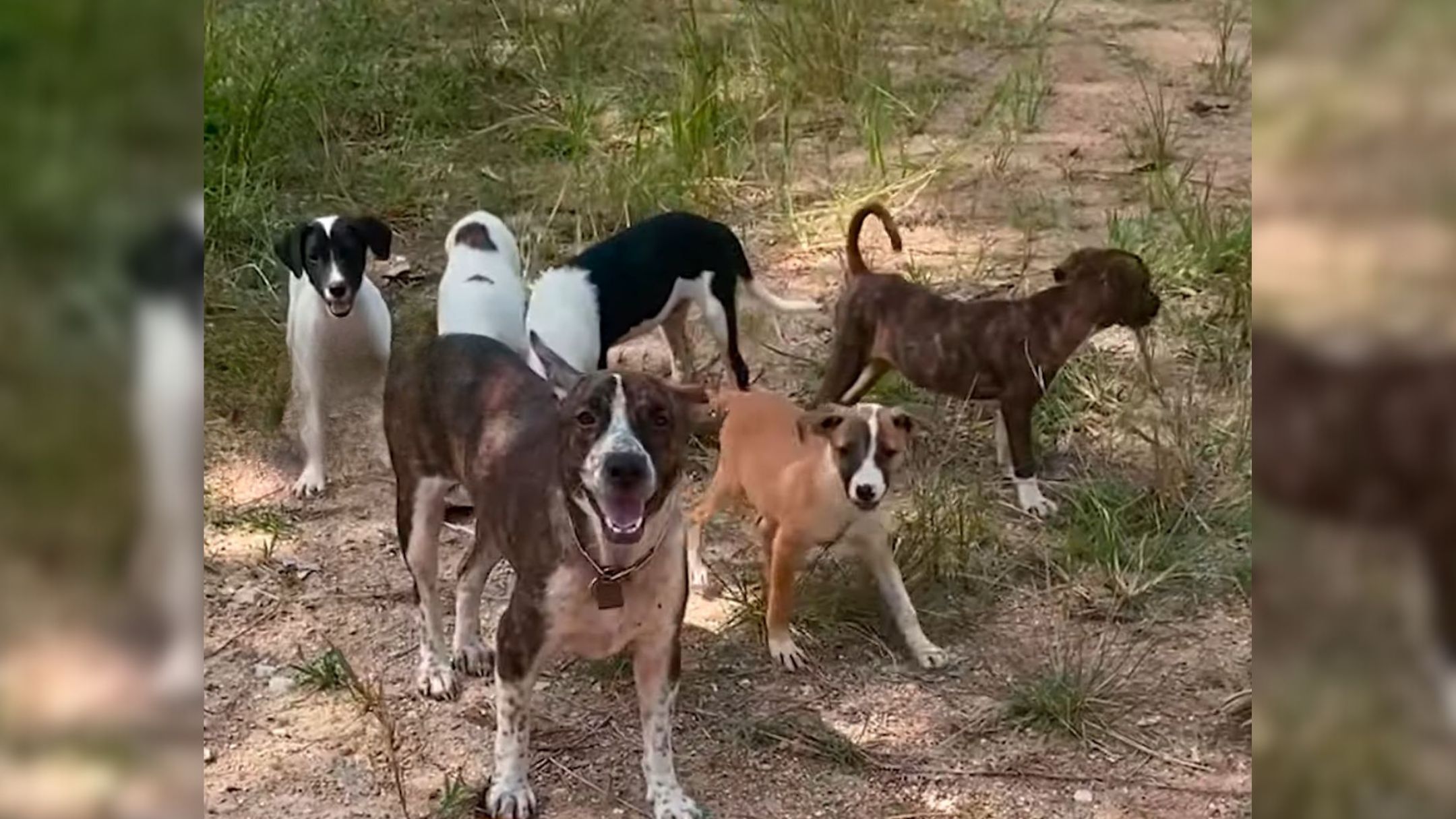 Mama Dog Who Was Overprotective Of Her Puppies