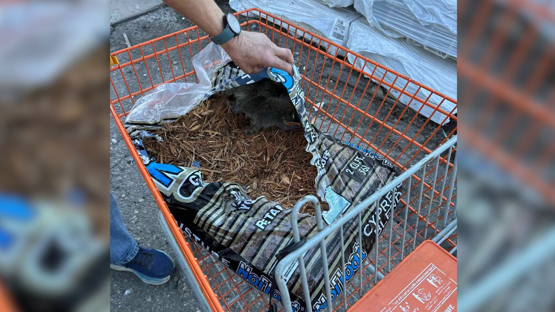 Man Buys Mulch Bag Unaware Of The Unexpected Surprise Inside