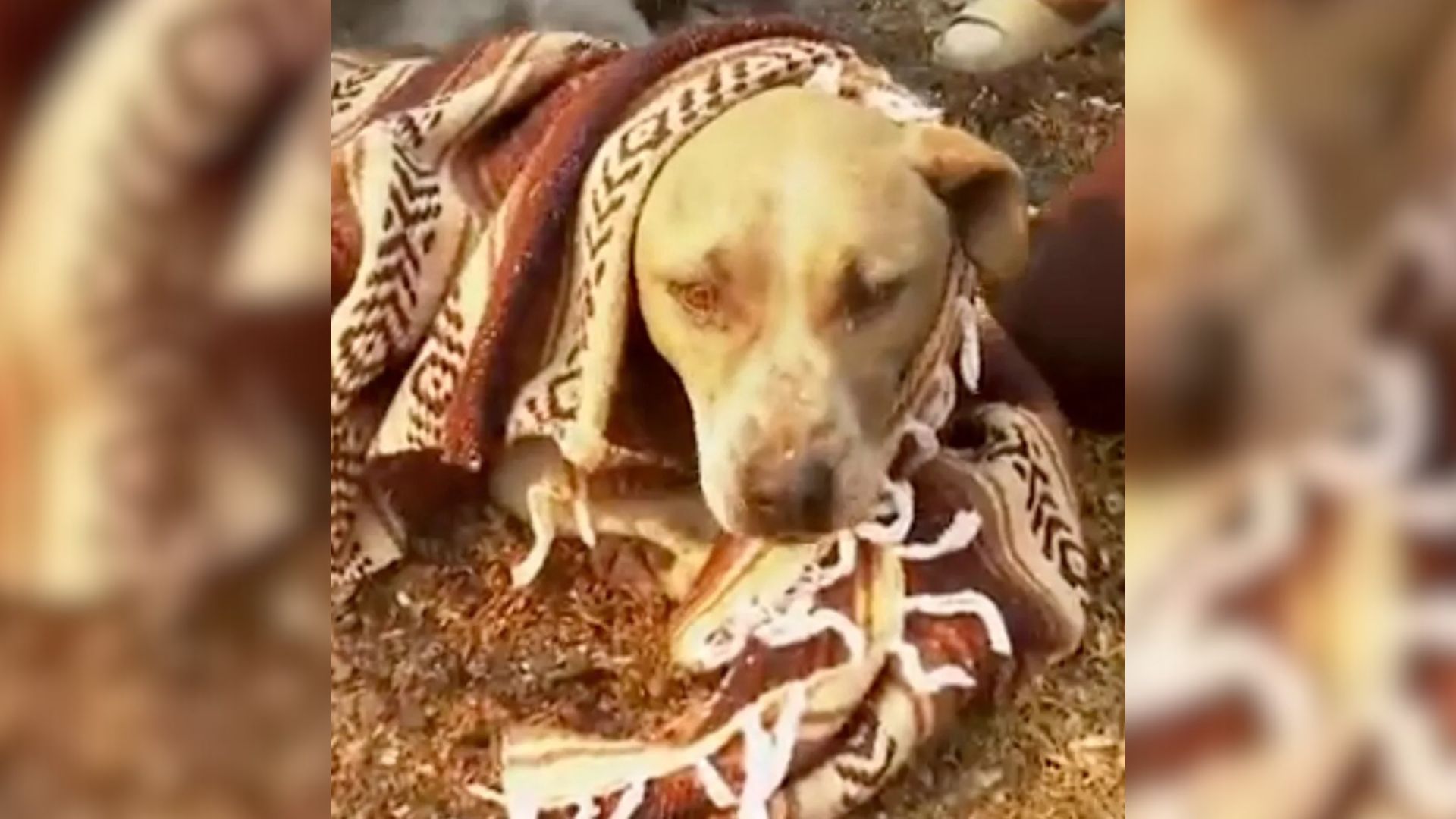 Man Can't Hold Back Tears After Saving A Dog From A Rubble Of Homes