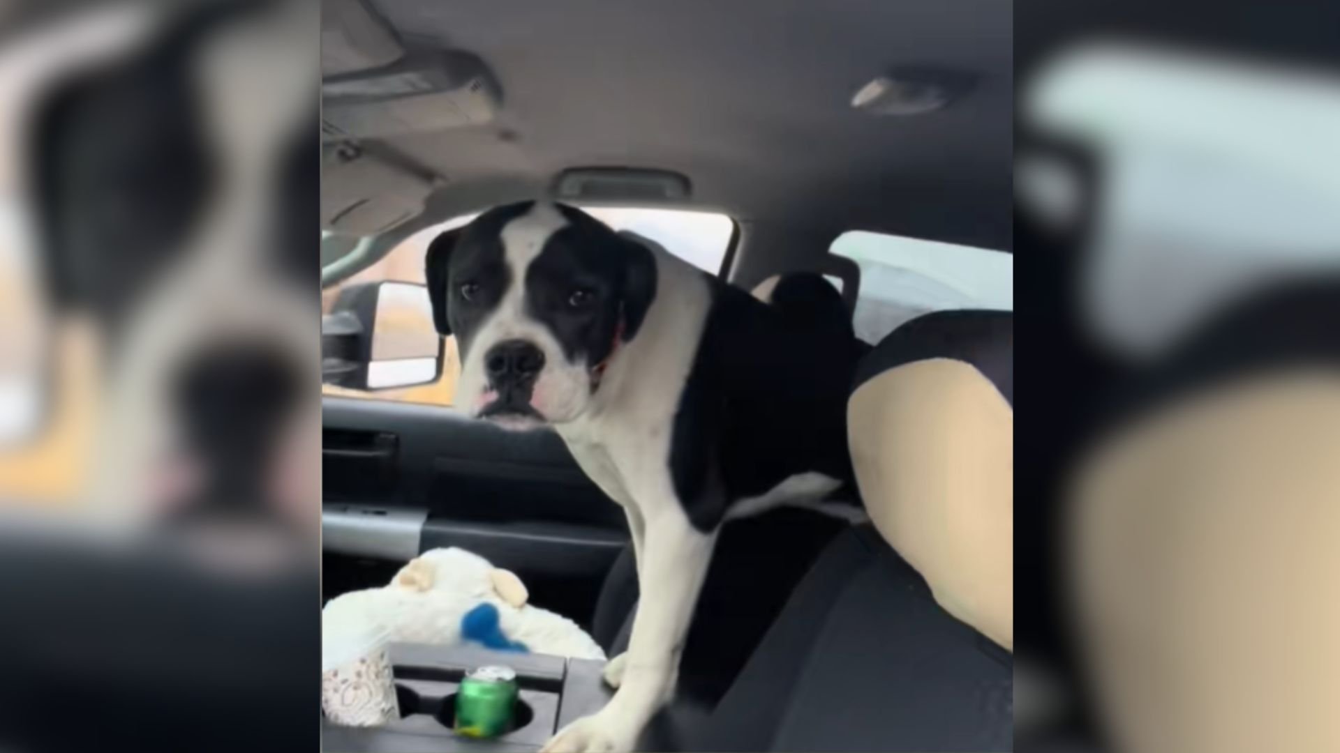 Utah Man Sees Footage Of A Dog Dumped On The Roadside And Immediately Springs Into Action