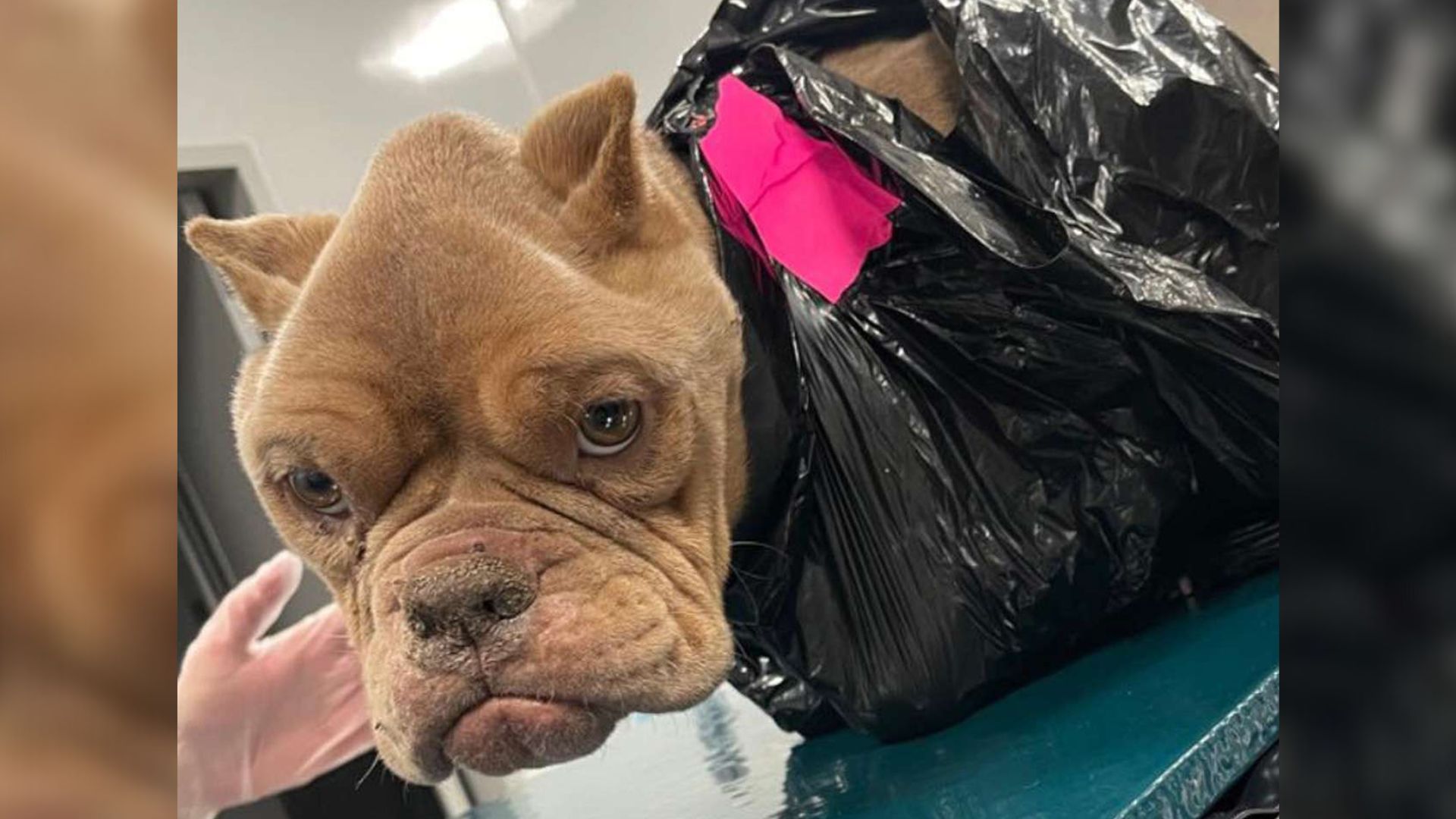 Plastic Trash Bag With The Dog's Head Sticking Out Of It