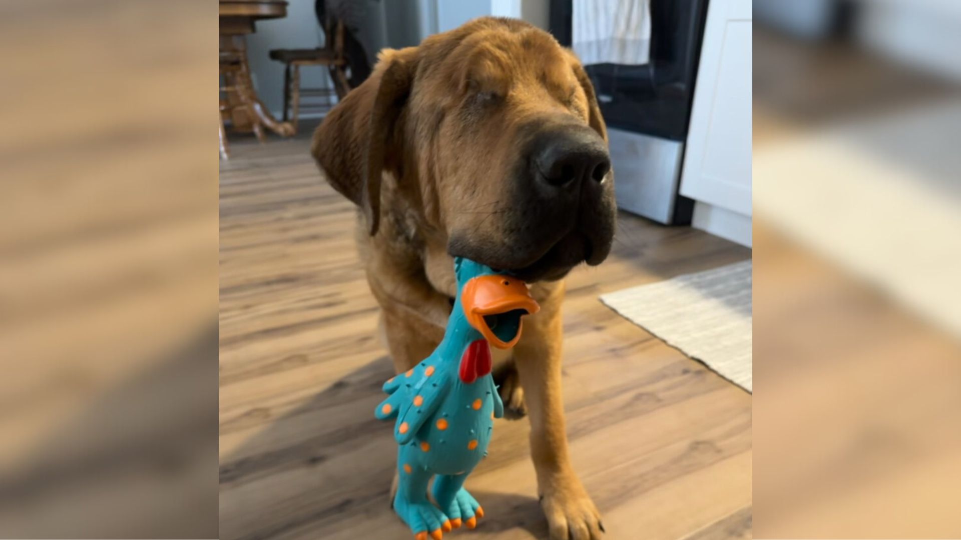 Man From Wisconsin Who Said No To A Blind Dog Becomes His Best Friend