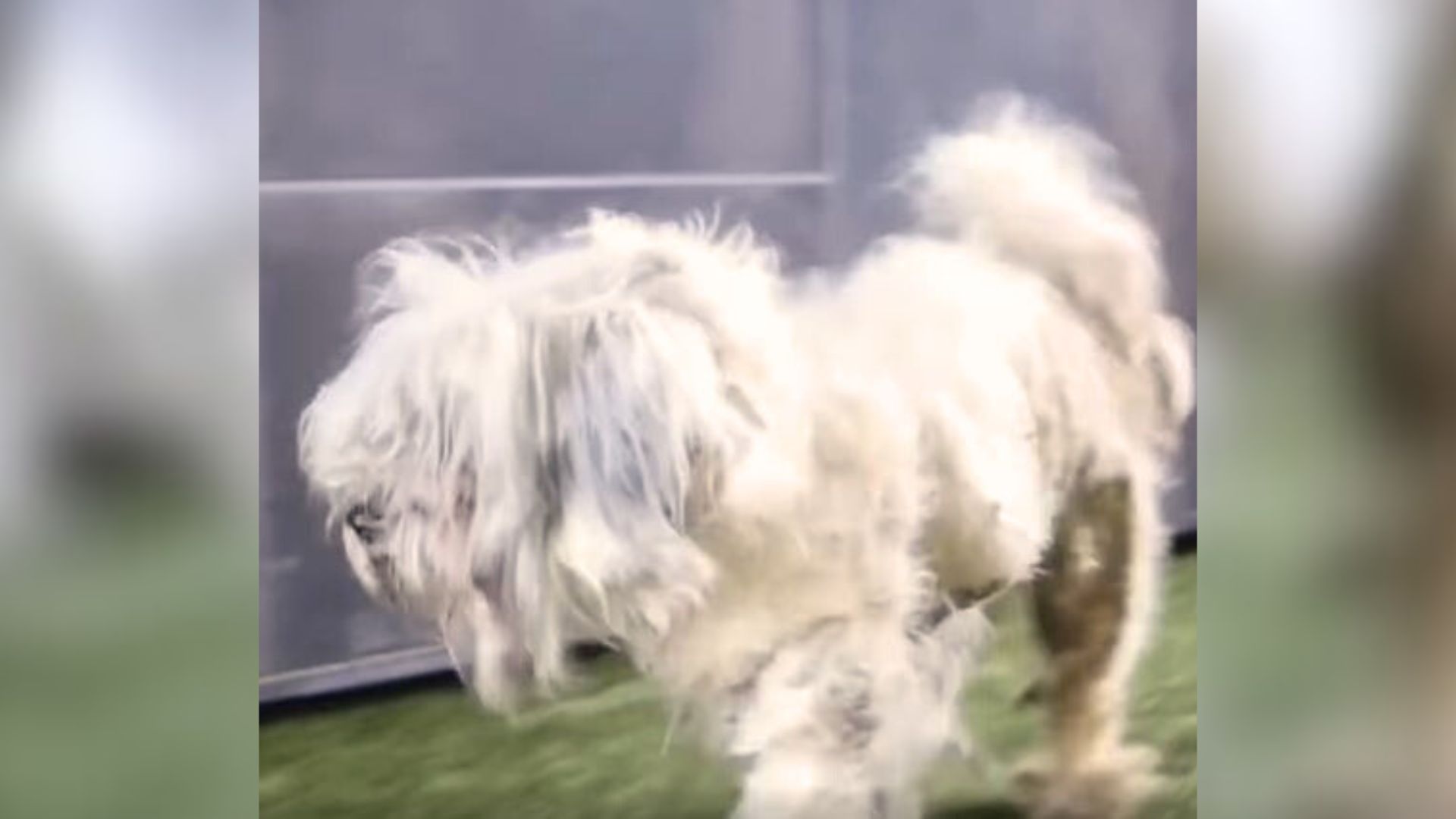 Matted Dog Loses Pound Of Fur And Looks Unrecognizable