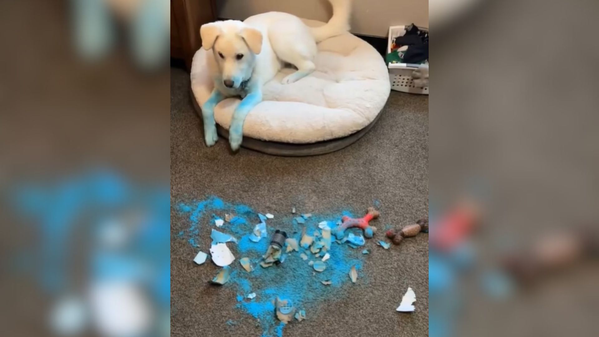 Minnesota Dog Takes The Internet By Storm After Ruining His Owners’ Gender Reveal Party