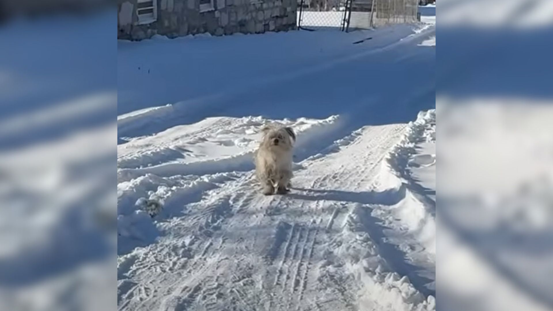 Missouri Rescuer Went Through Great Lengths To Rescue A Scared Puppy