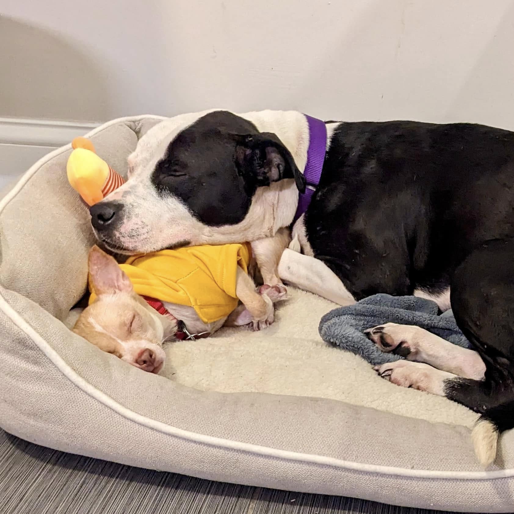 Mom dog rests her head on her puppy and they sleep