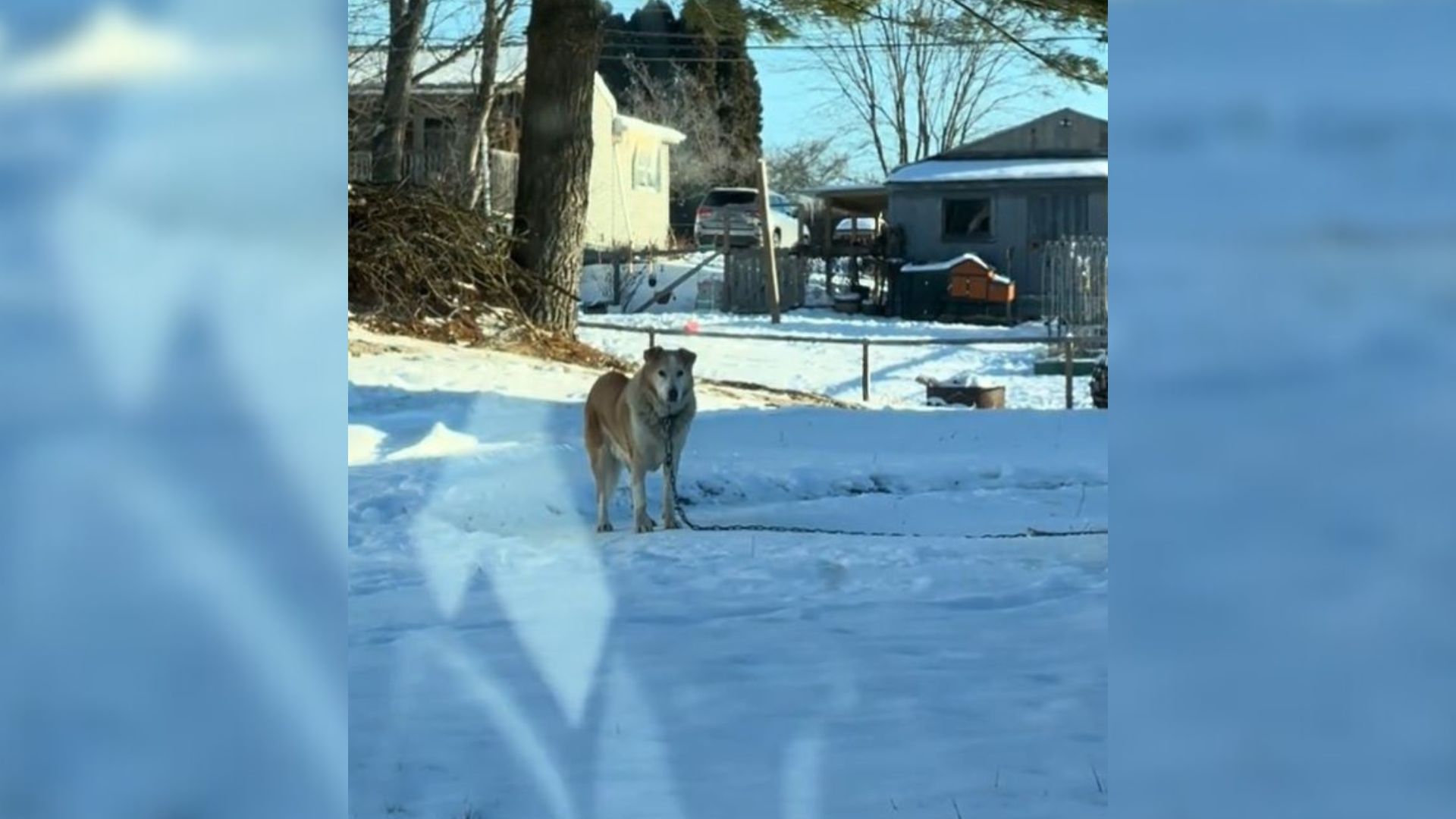 Neglected Dog Who Was Chained Outside For 13 Years