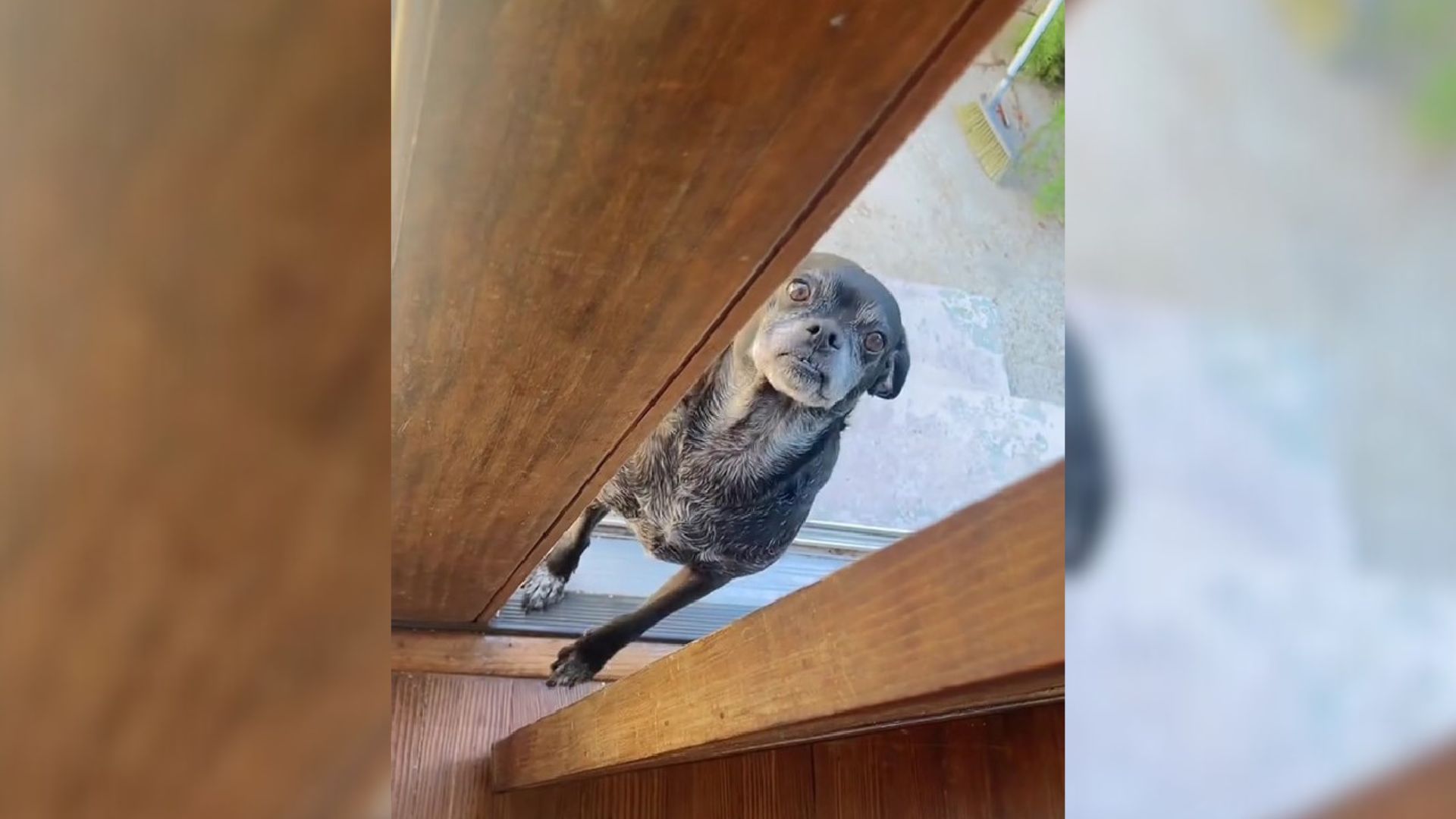 Neighbor’s Dog Was Heartbroken When She Couldn’t Find Her Best Friend At Her California Home