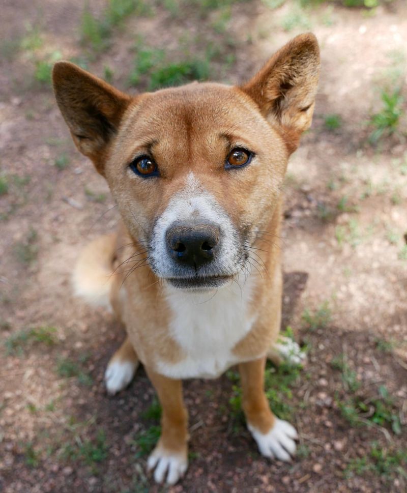 New Guinea Singing Dog