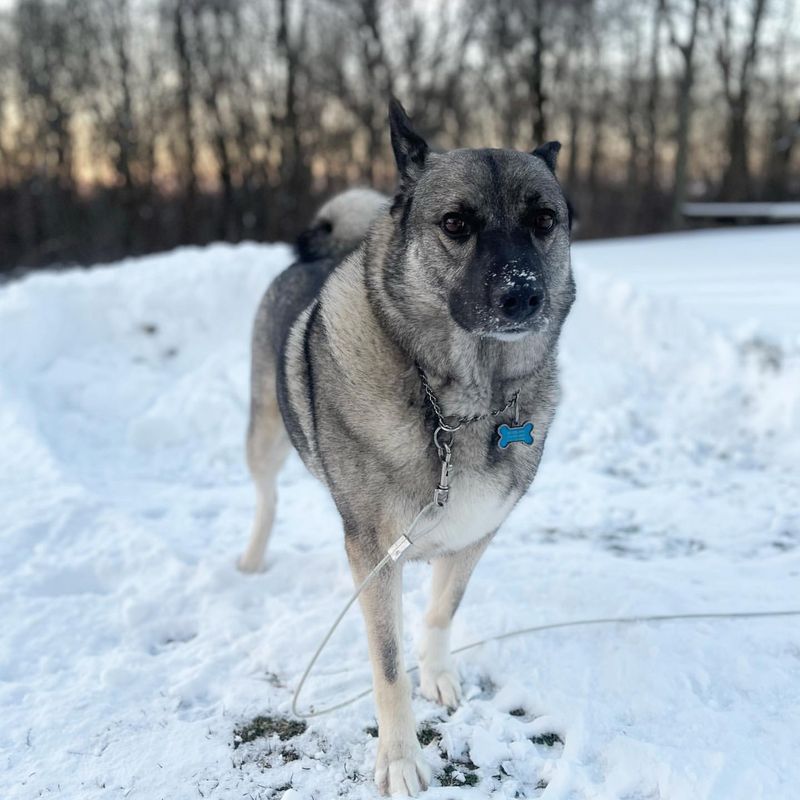 Norwegian Elkhound