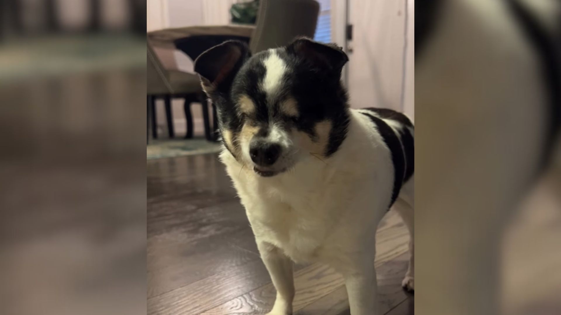 Blind Dog Is Always Happy To Hear Grandma’s Voice