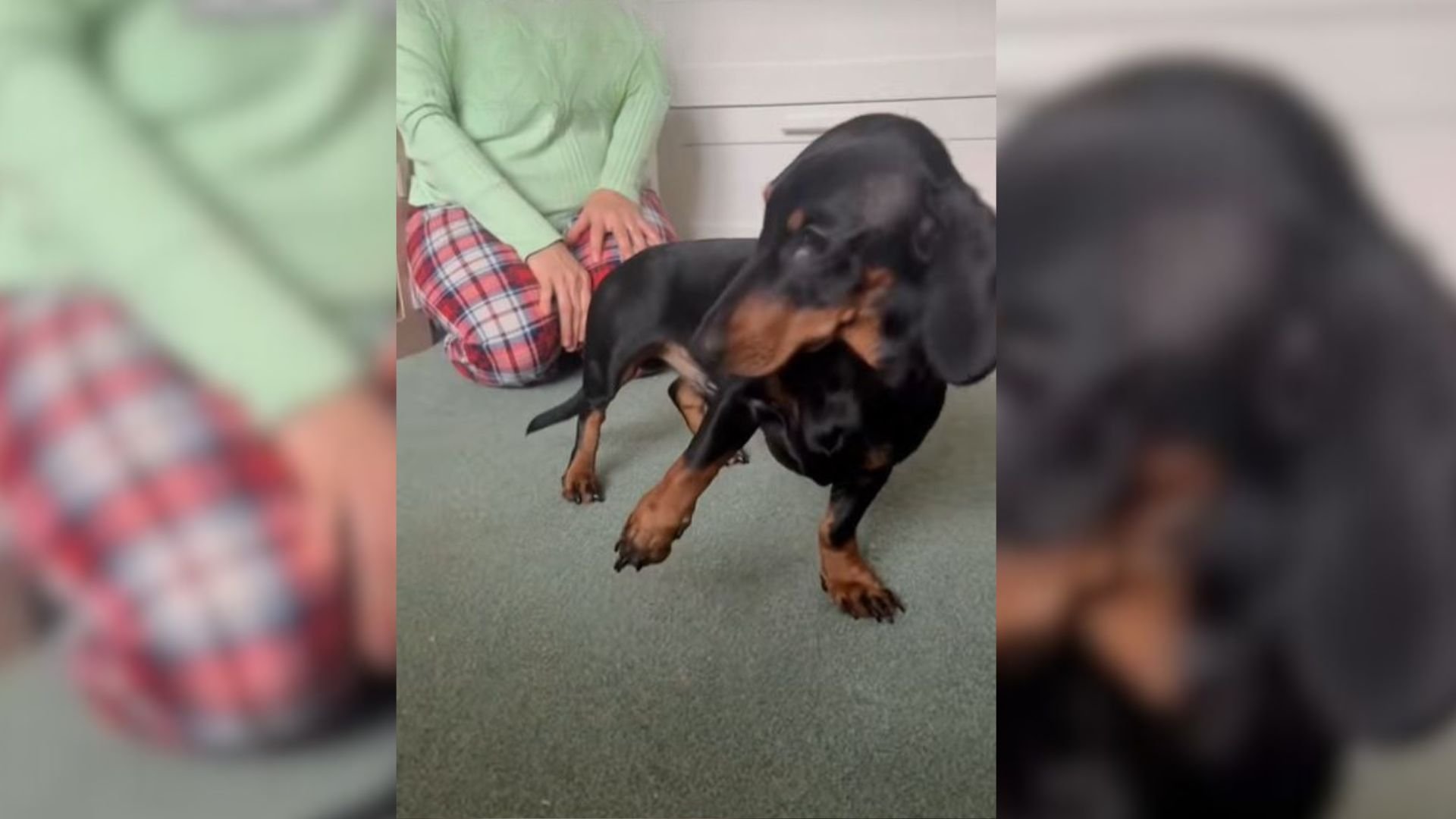 dog standing on carpet