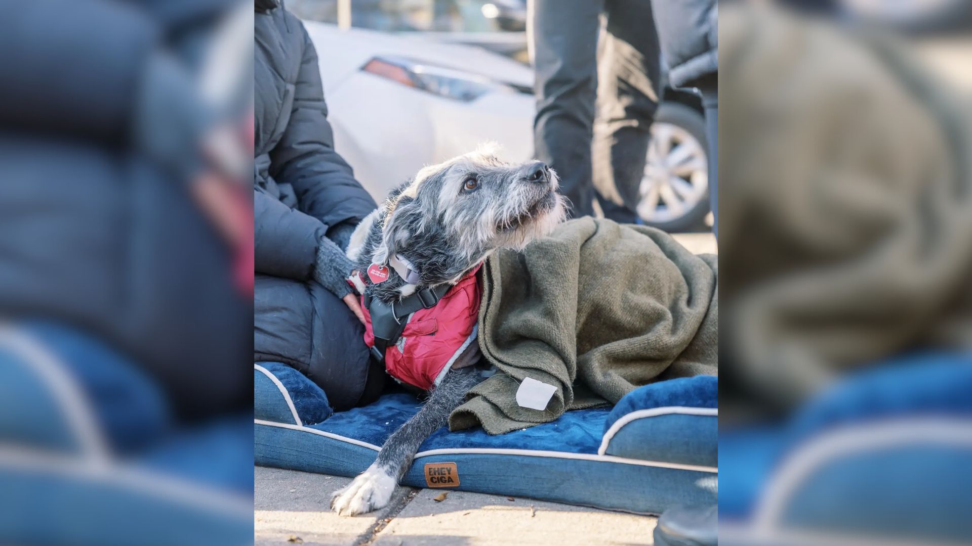 Philadelphia Woman Calls Strangers To Say Goodbye To Her Senior Pup