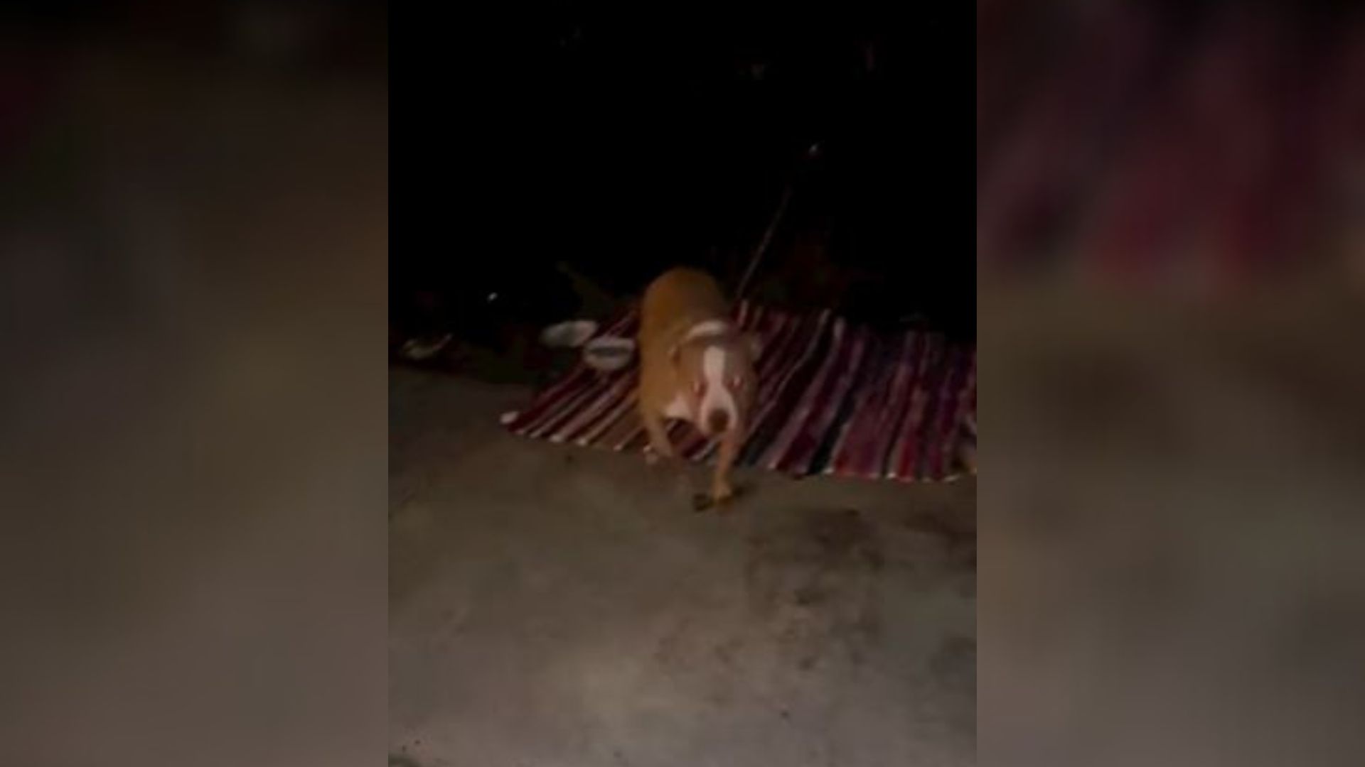 Pitbull Abandoned In New Jersey In The Middle Of The Night With Only A Blanket And Food