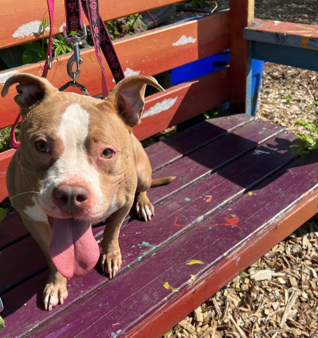 Pit bull with tongue out sitting on a bench