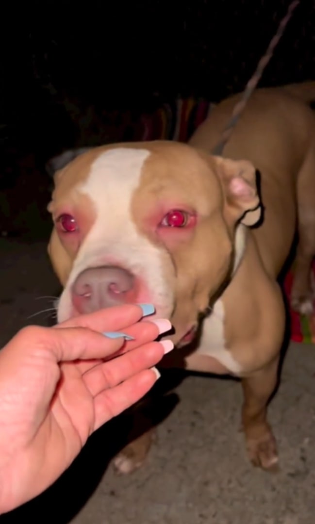 Pitbull sniffs girl's hand