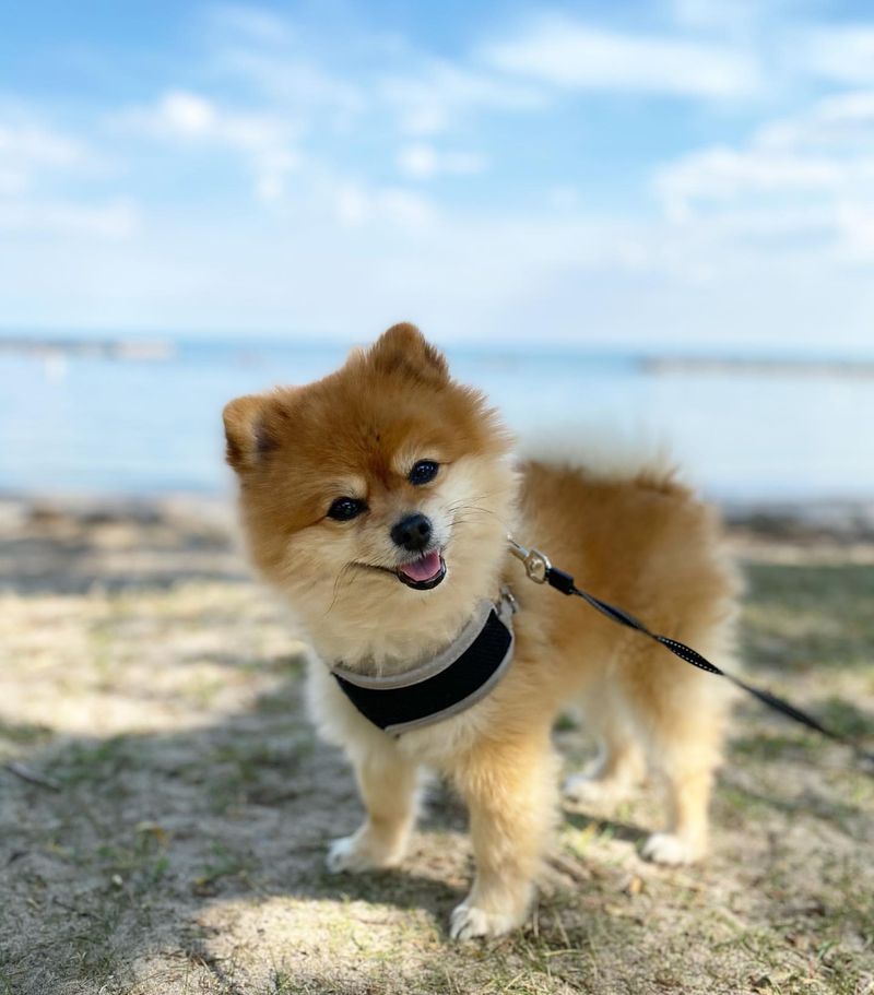 Pomeranian