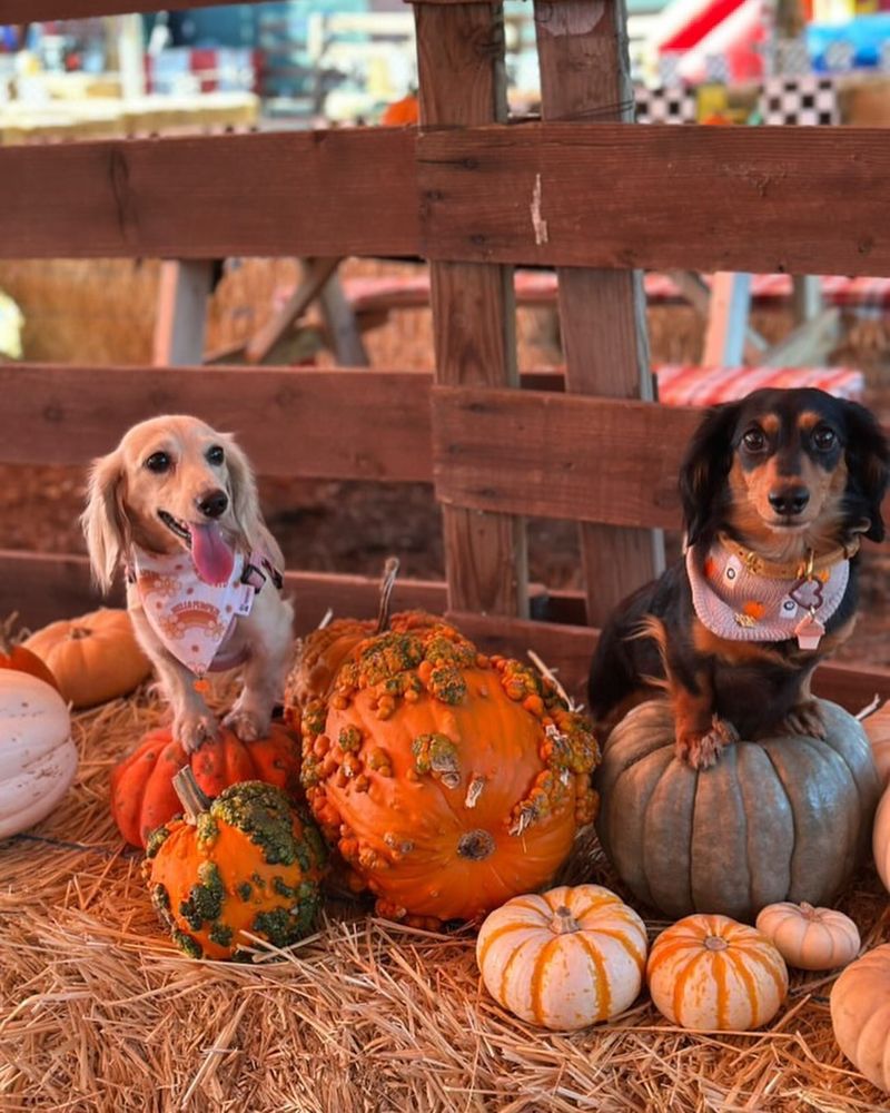 Pumpkin Patch Pup