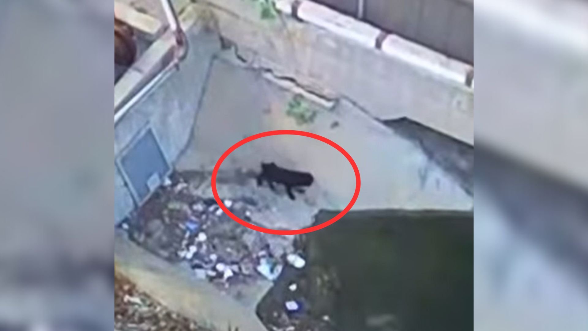 Employees Working At A Recycling Center In California Found A Furry Animal Only To Realize What It Was