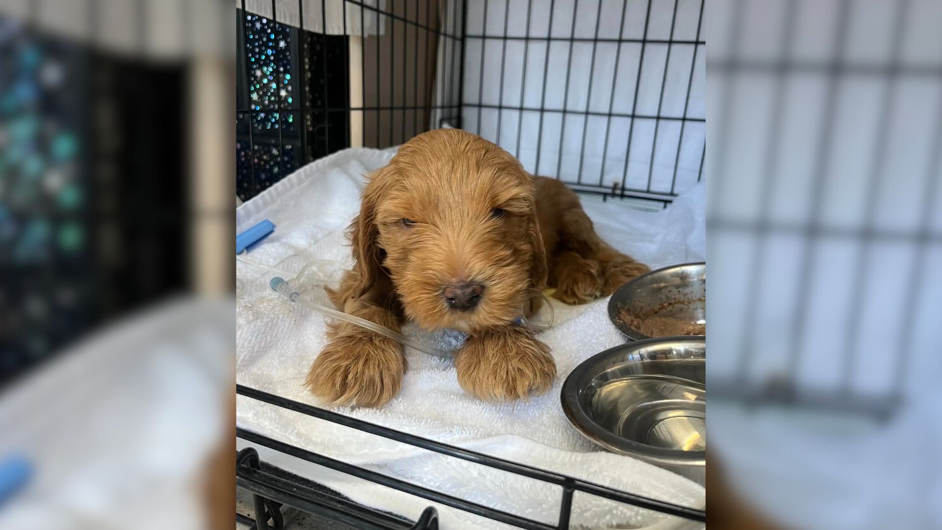 Pup From Texas Who Was So Sick He Couldn’t Lift His Head Makes A Miraculous Transformation