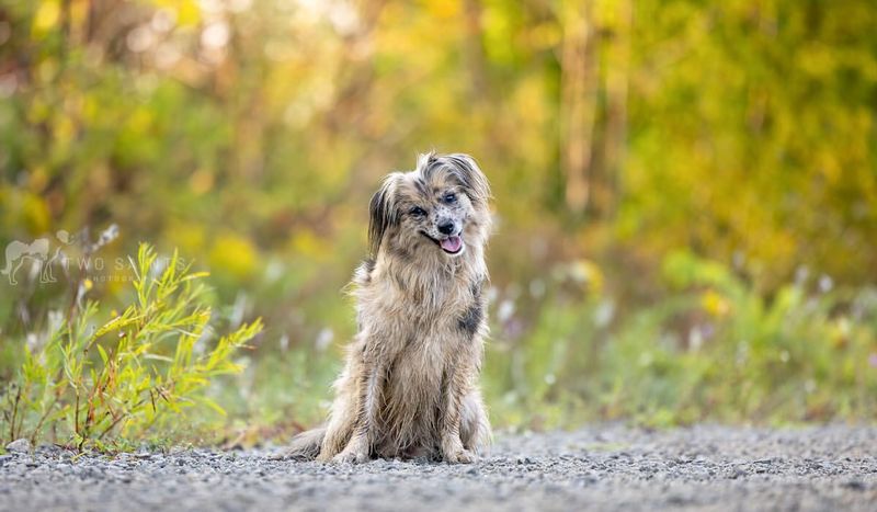 Pyr Shep