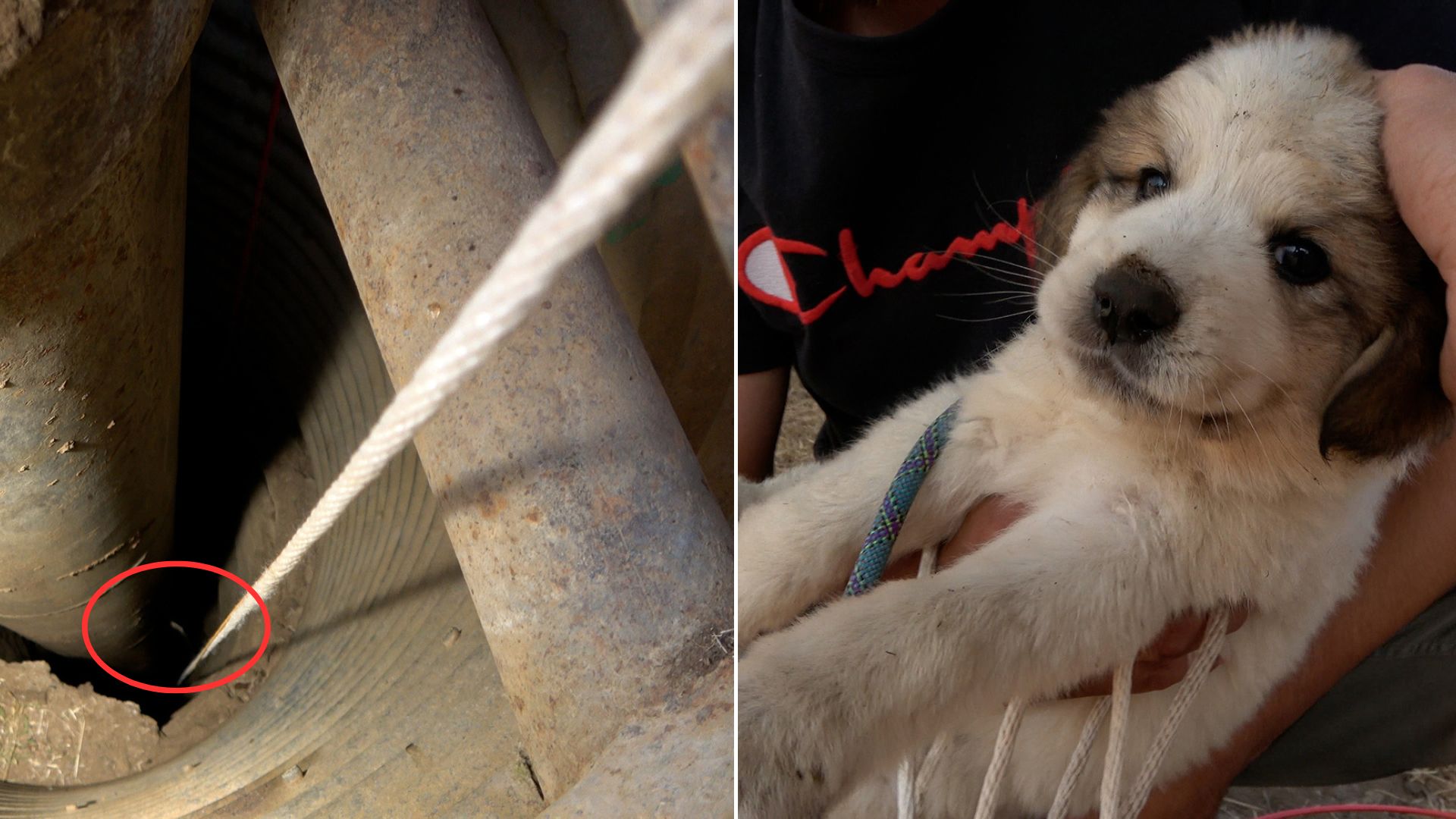 California Rescuers Drive 1,300 Miles To Save Puppy Trapped In A Well For Days