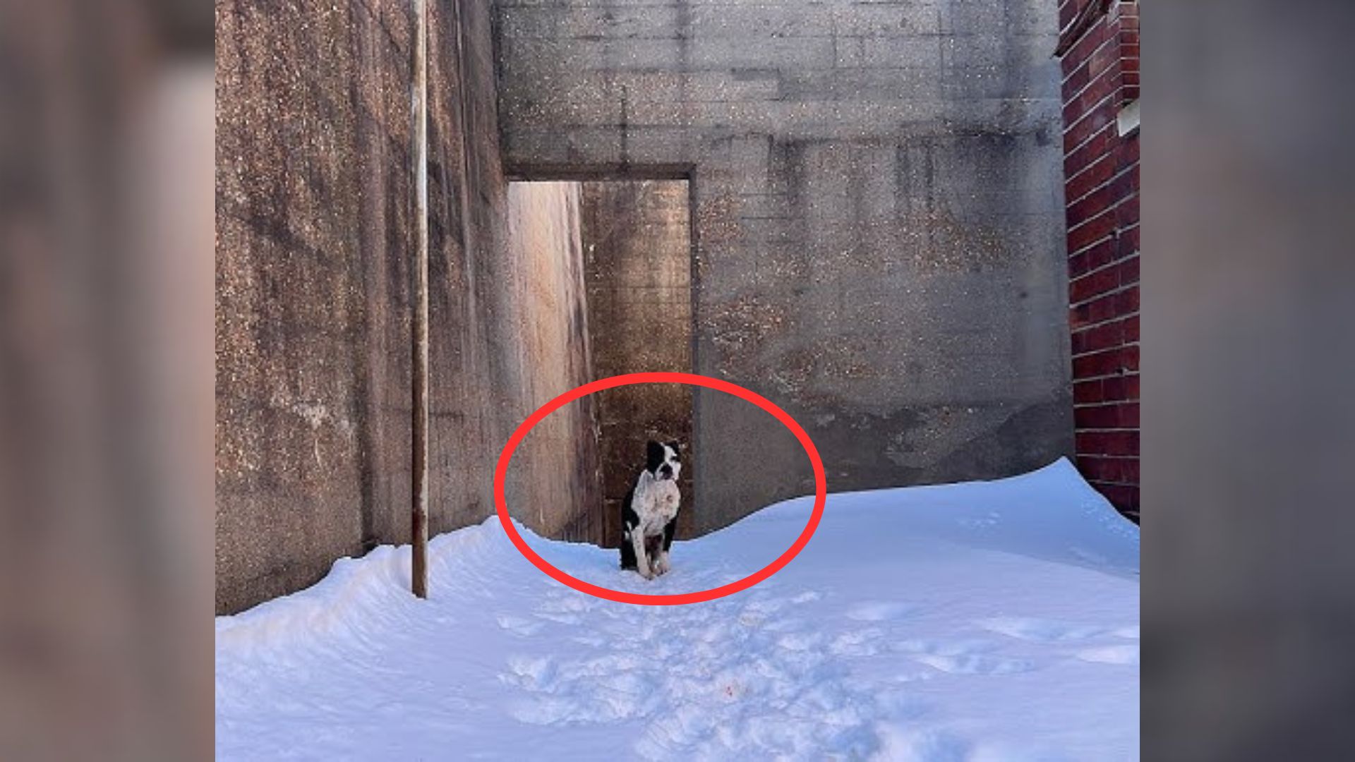 Rescuer From Missouri Was Shocked To Find A Pup Freezing In A Cold And Abandoned Building