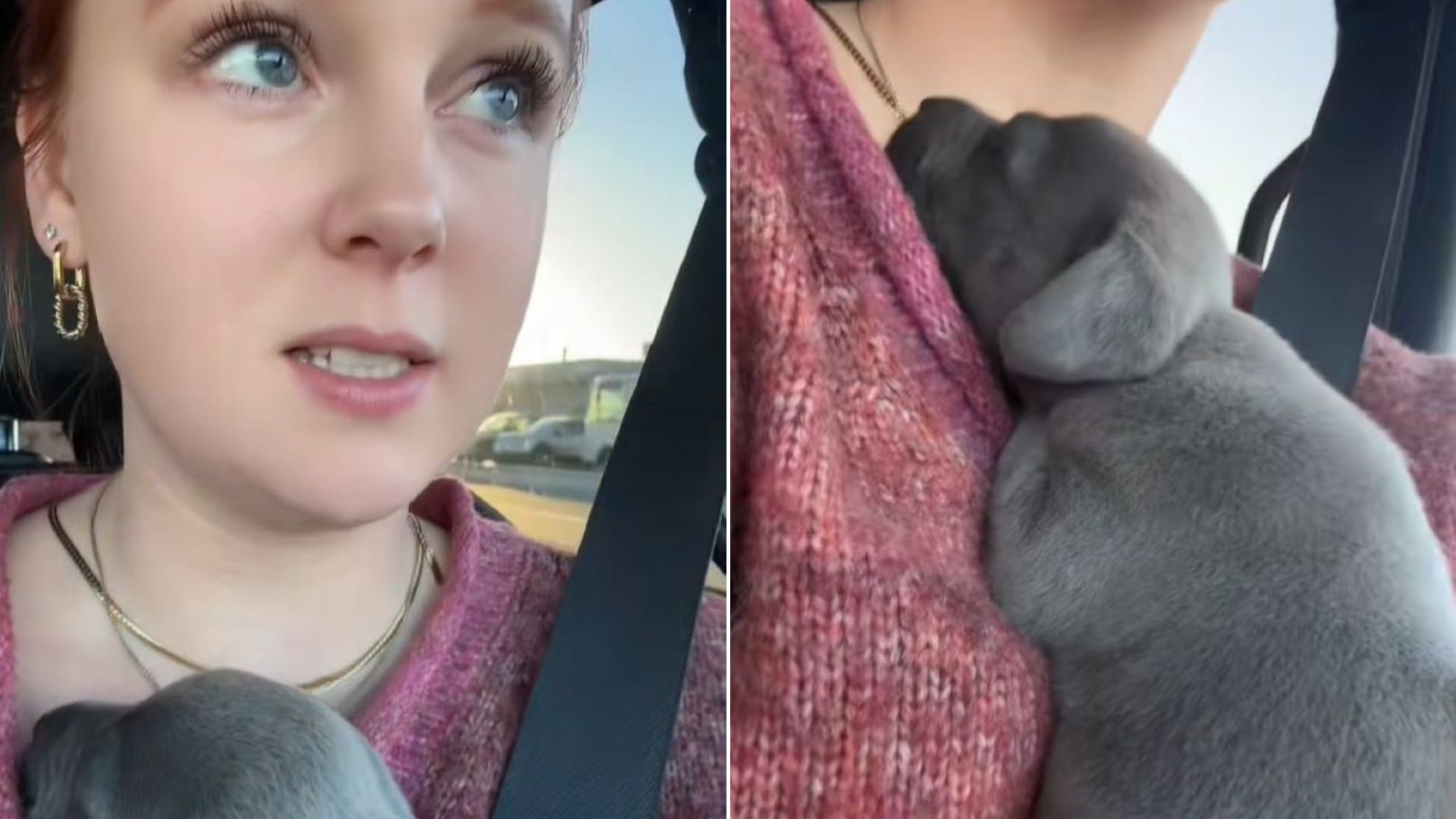 This Puppy Needed Urgent Foster, So The California Rescuers Found Someone Special