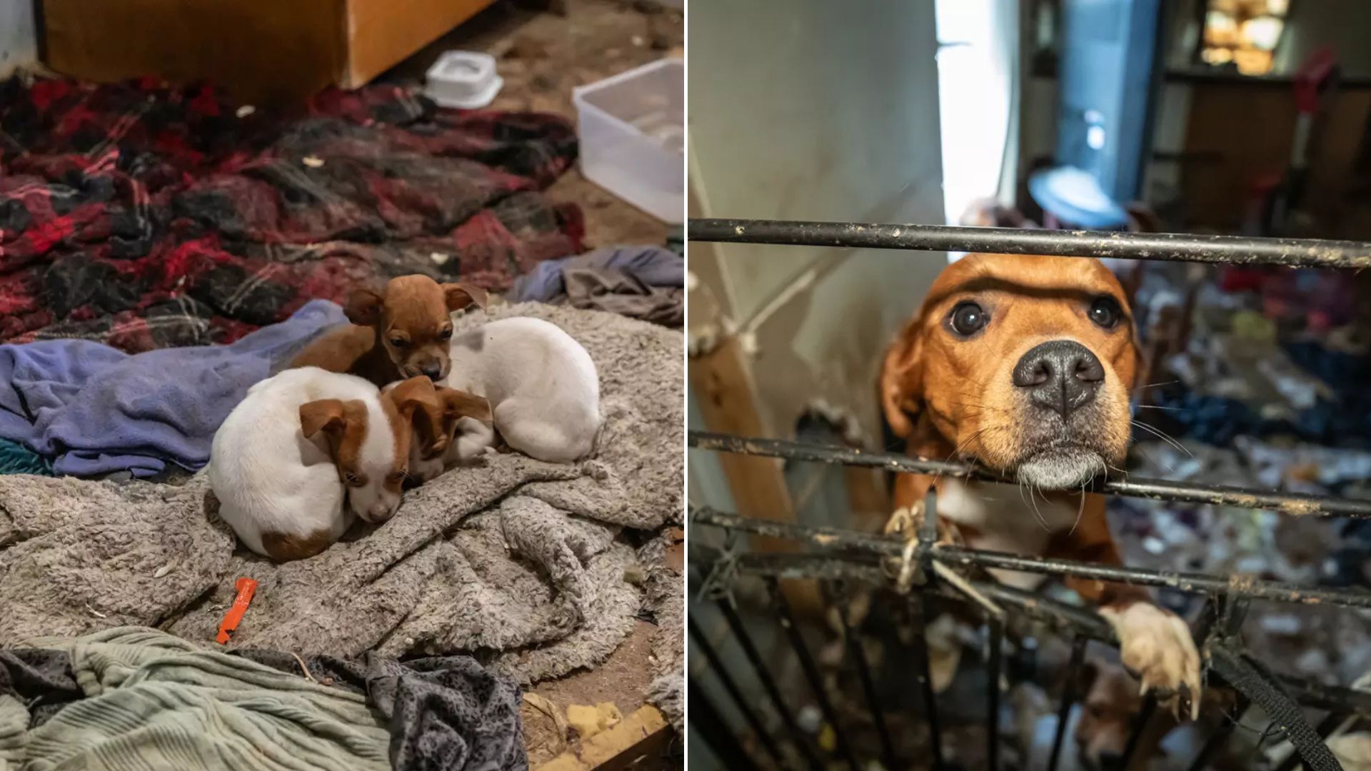 Rescuers Saved 23 Dogs