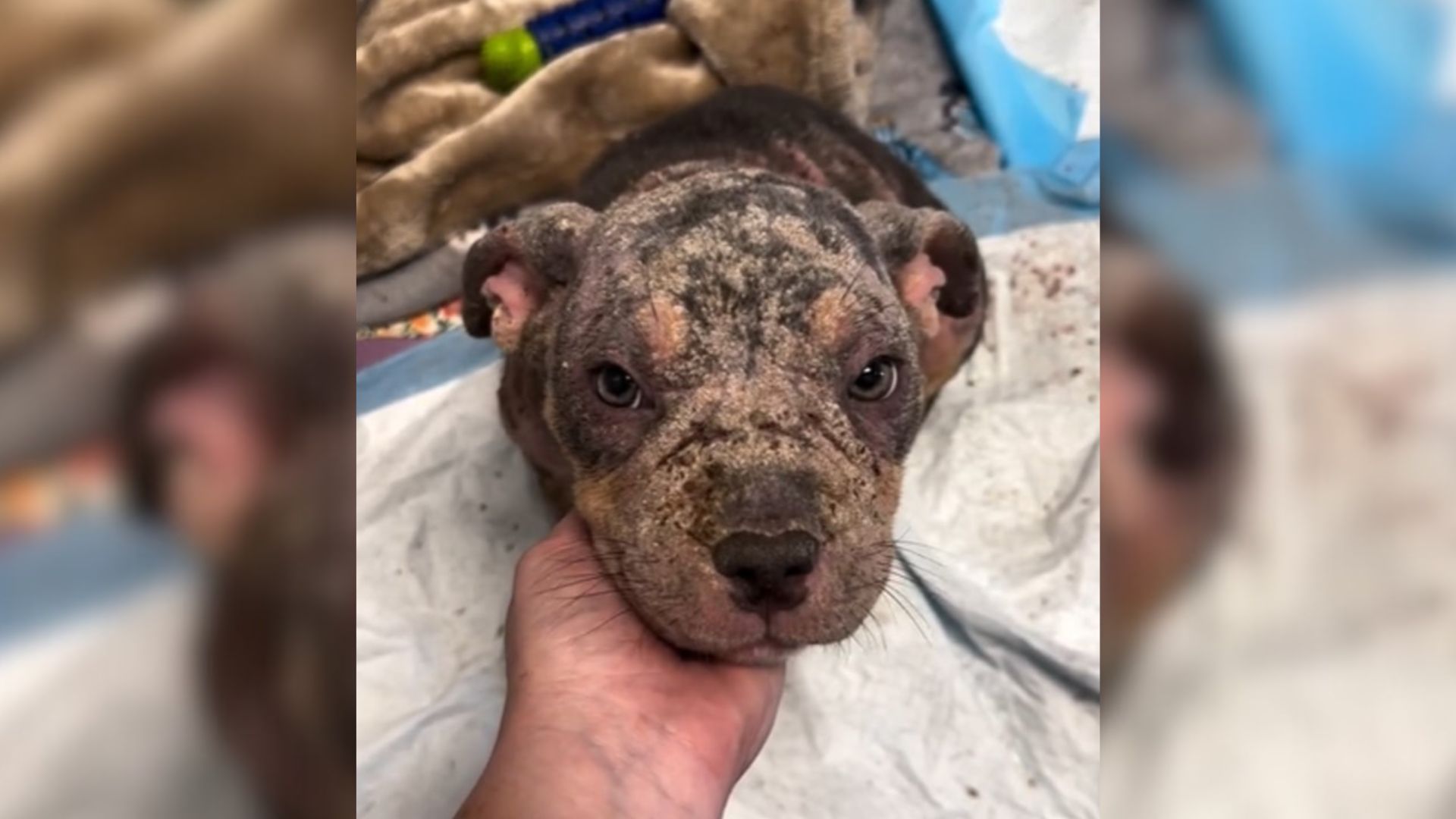 Fosters Care For ‘Crusty Bald Dog,’ Only To Learn She Isn’t A Dog At All