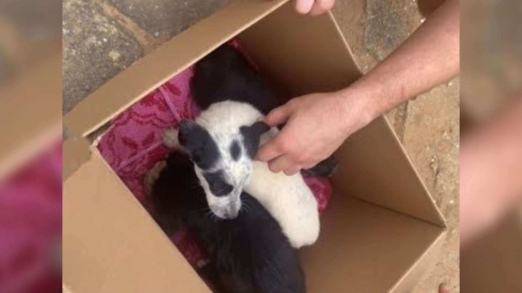 Rescuers Were In Disbelief After Finding 3 Puppies