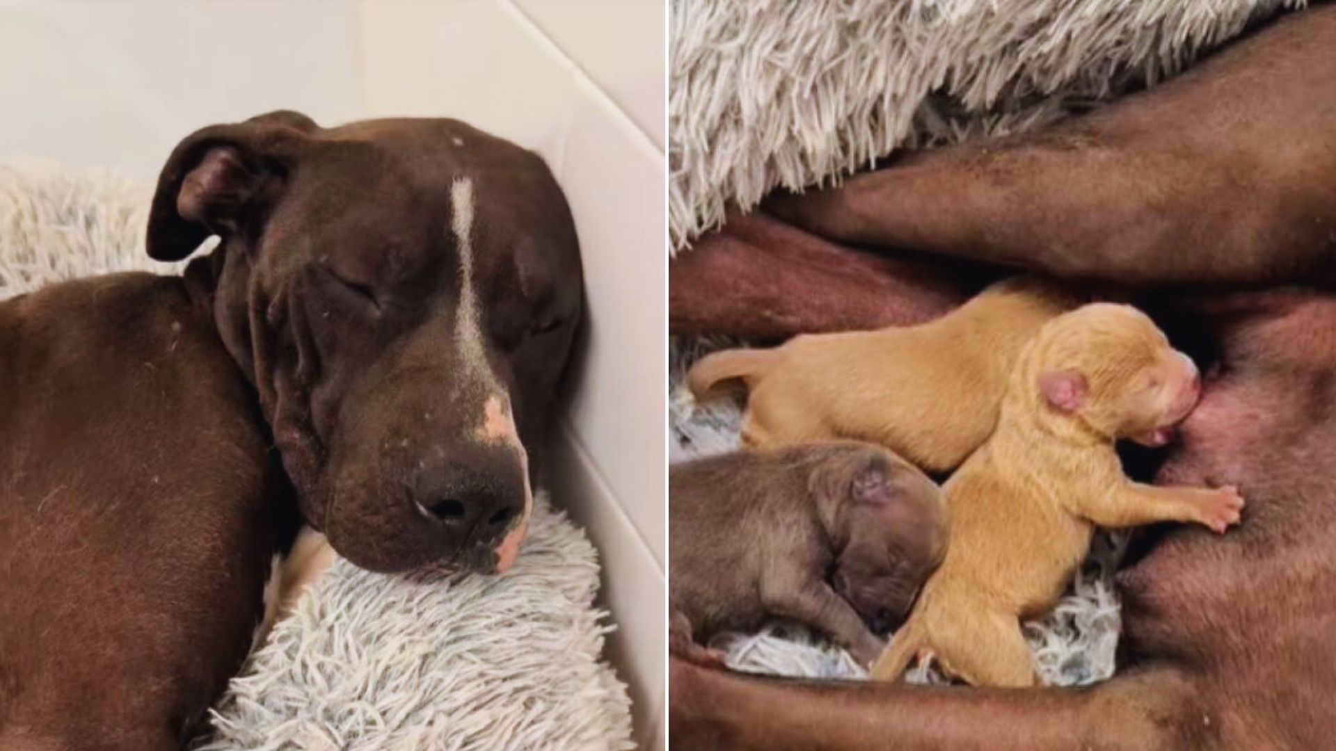 Rescuers Were Shocked To Find Mama Dog And Her Puppies Dumped In A Basket During LA Wildfires