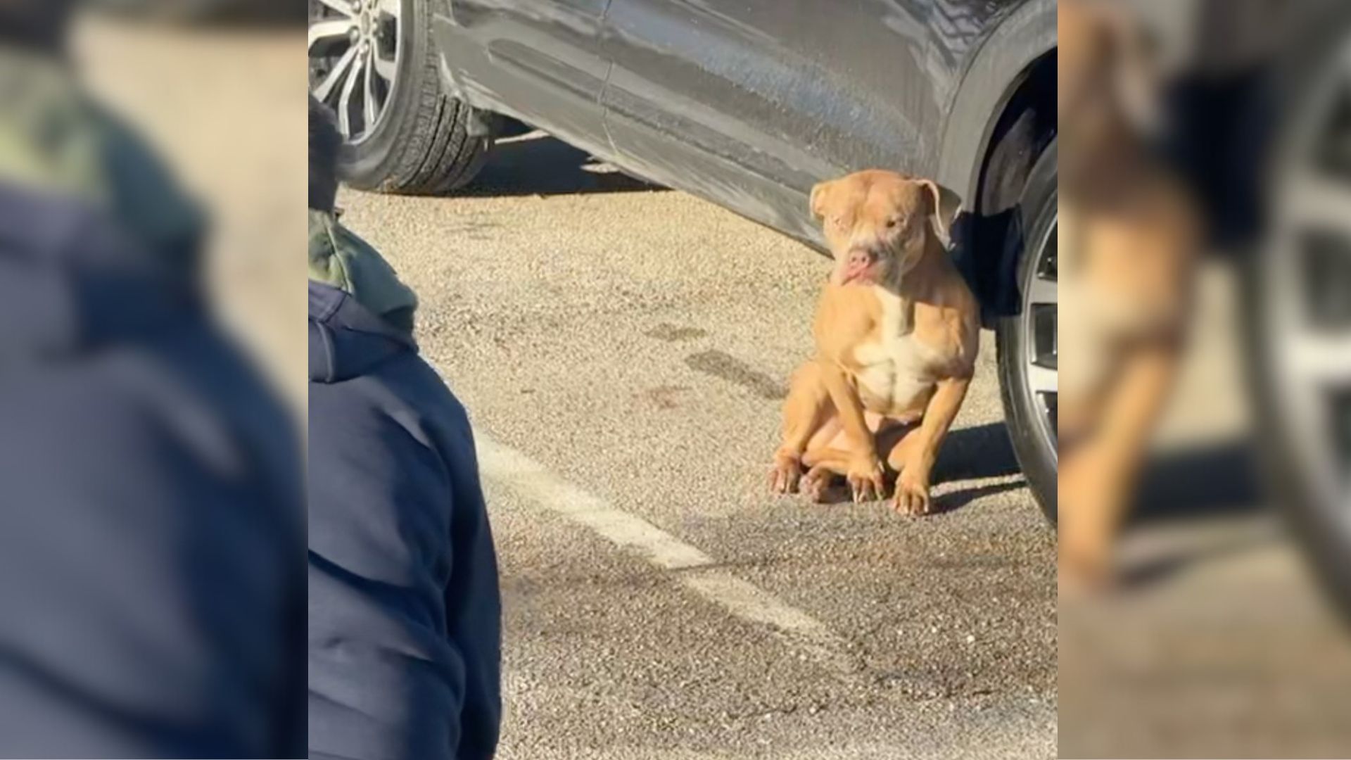 Rescuers Were Shocked To Find This Pup Freezing In A Parking Lot