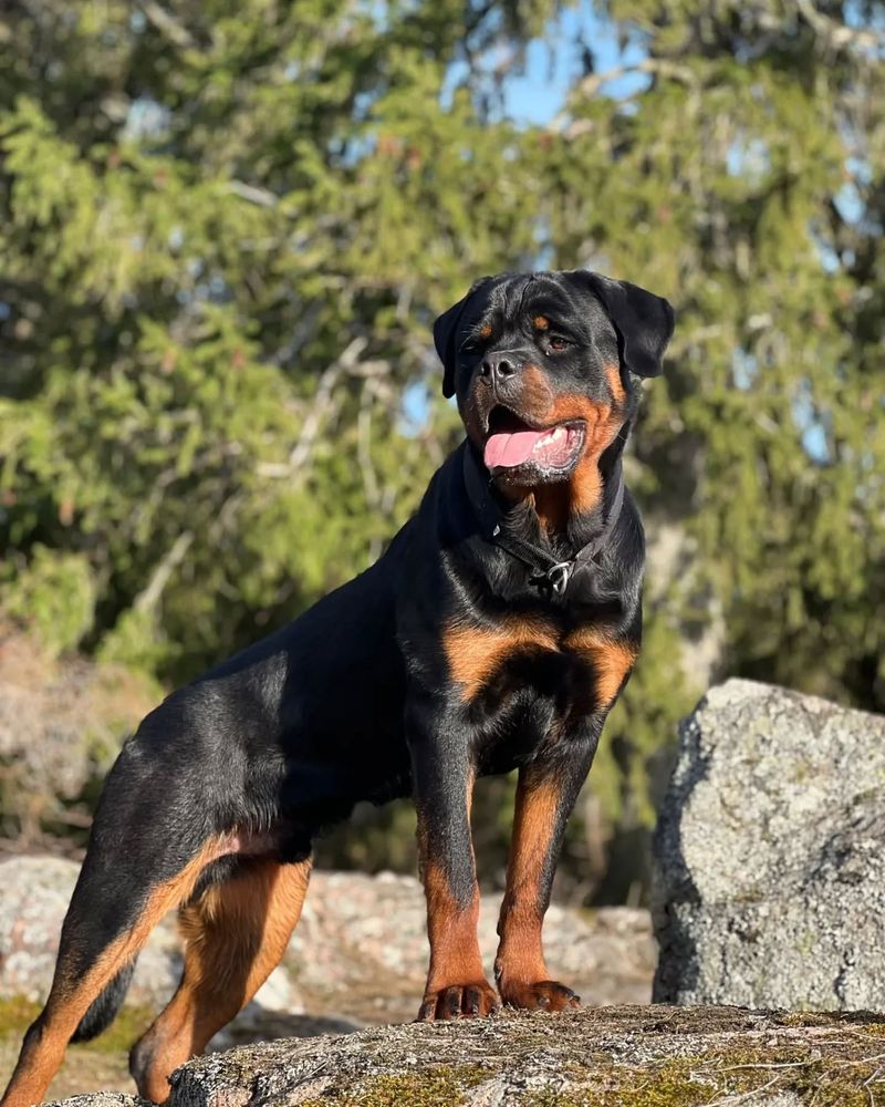 Rottweiler