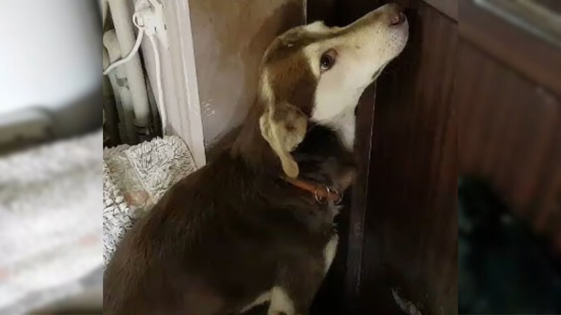 Sad Pup Was Trembling On The Cold Floor And Waiting For His Family Who Abandoned Him