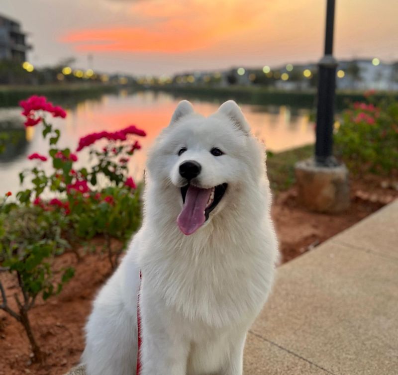 Samoyed