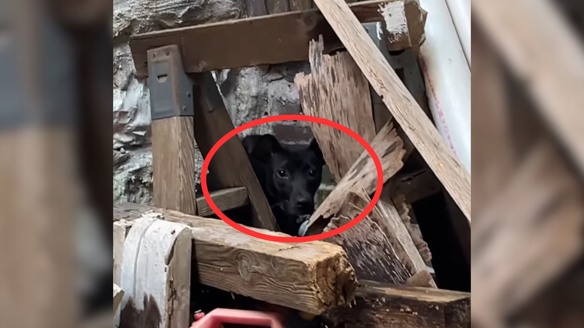 This Fearful Dog Lived Completely Alone In Abandoned Building, Until Kind Human Showed Up