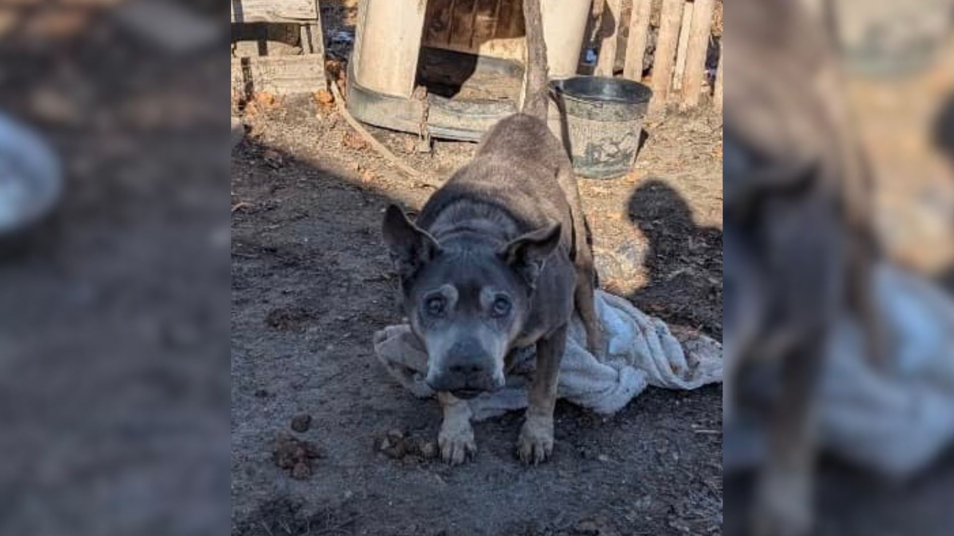 Senior Dog Who Was Chained Outside In The Freezing Cold