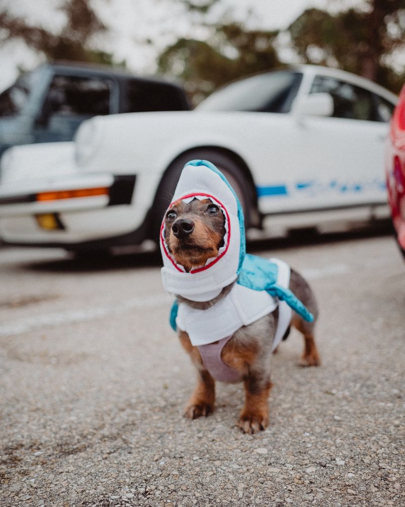 Shark Attack Hoodie