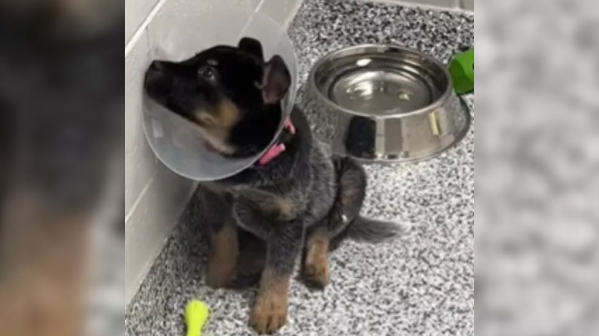 Shelter Puppy Watches Sadly As His Littermates Are Adopted