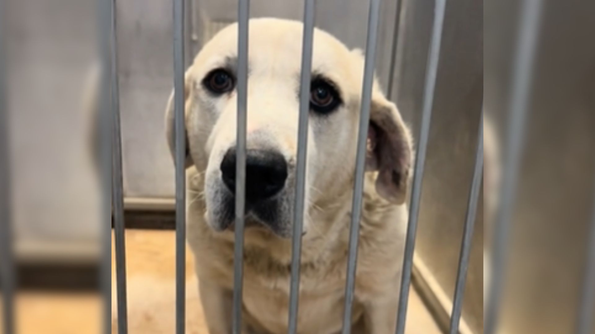 Missouri Rescuers Were Heartbroken For A Deaf Dog Who Struggles To Find A Home For 2 Years