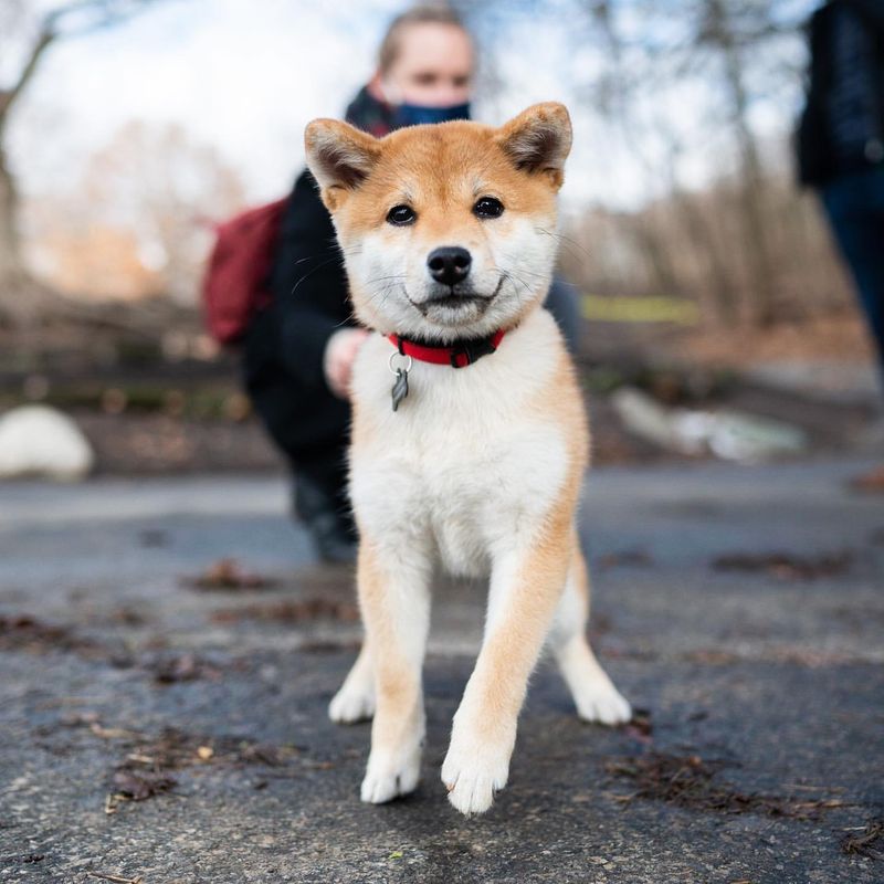 Shiba Inu