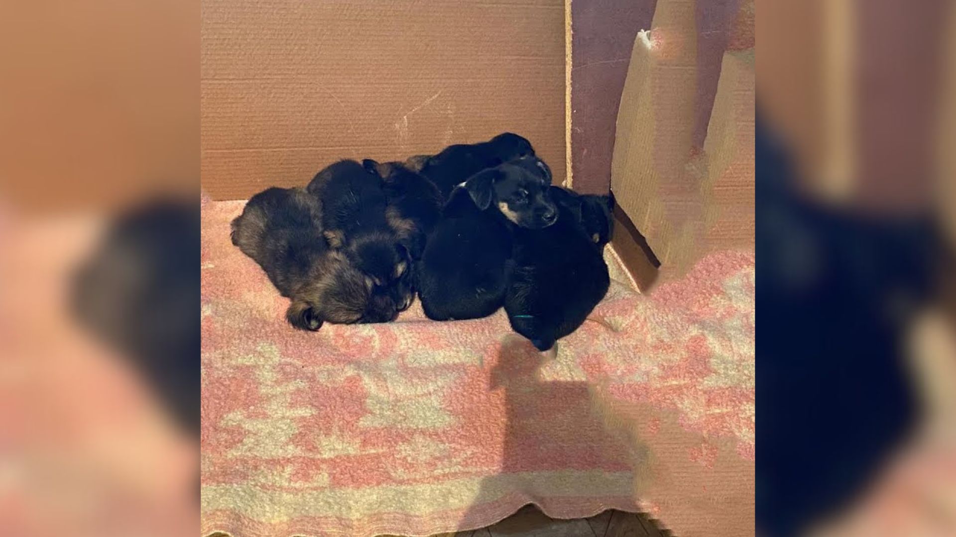 six puppies dumped