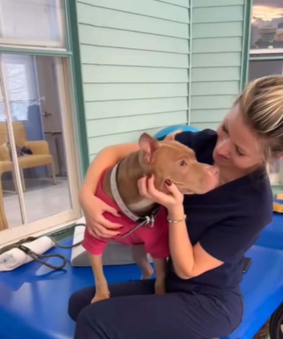 Smiling girl petting brown pit bull