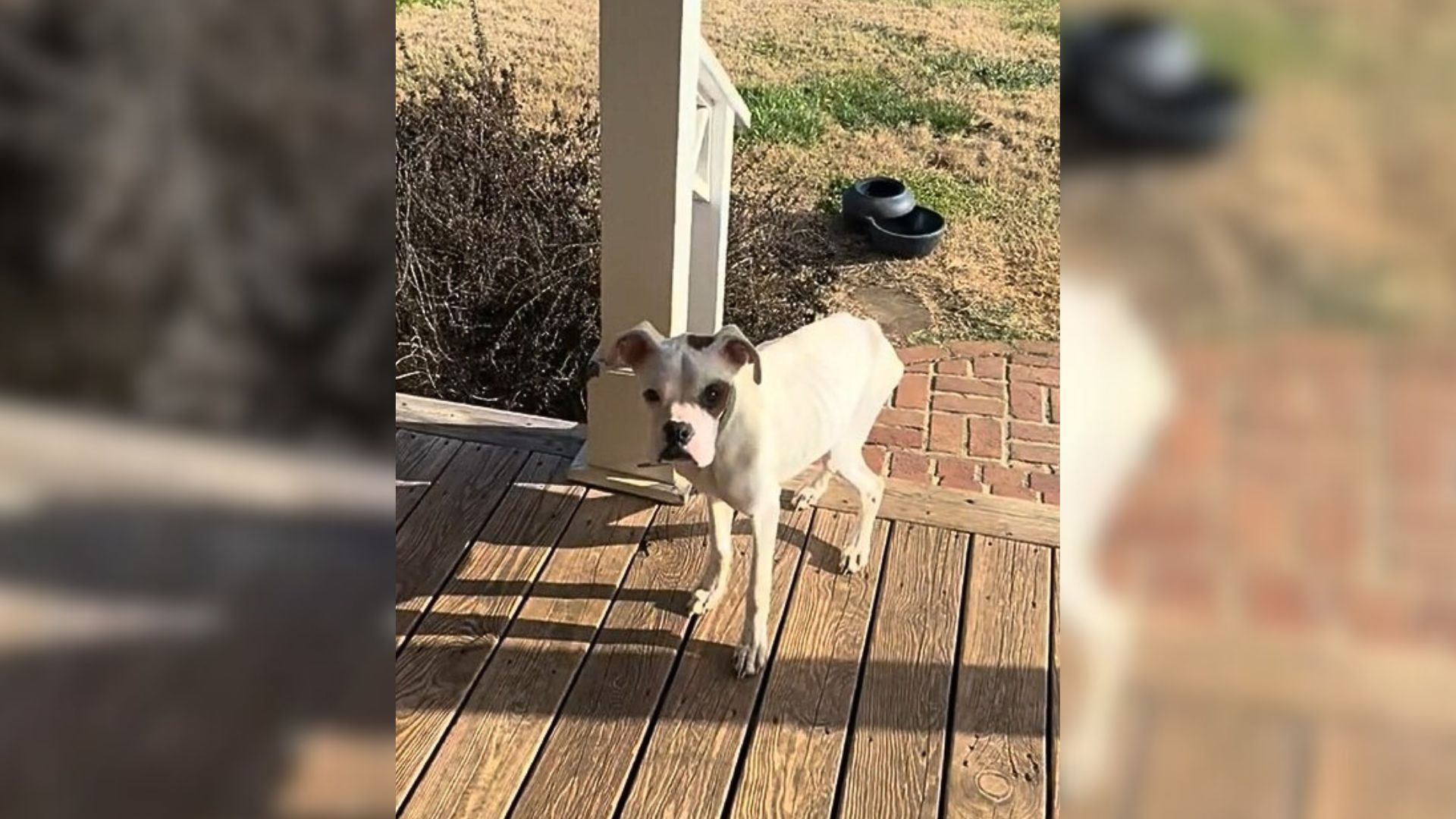 Dog Showed Up At A Couple’s Porch In Tennessee And Asked For Help Not Knowing His Life Was About To Change