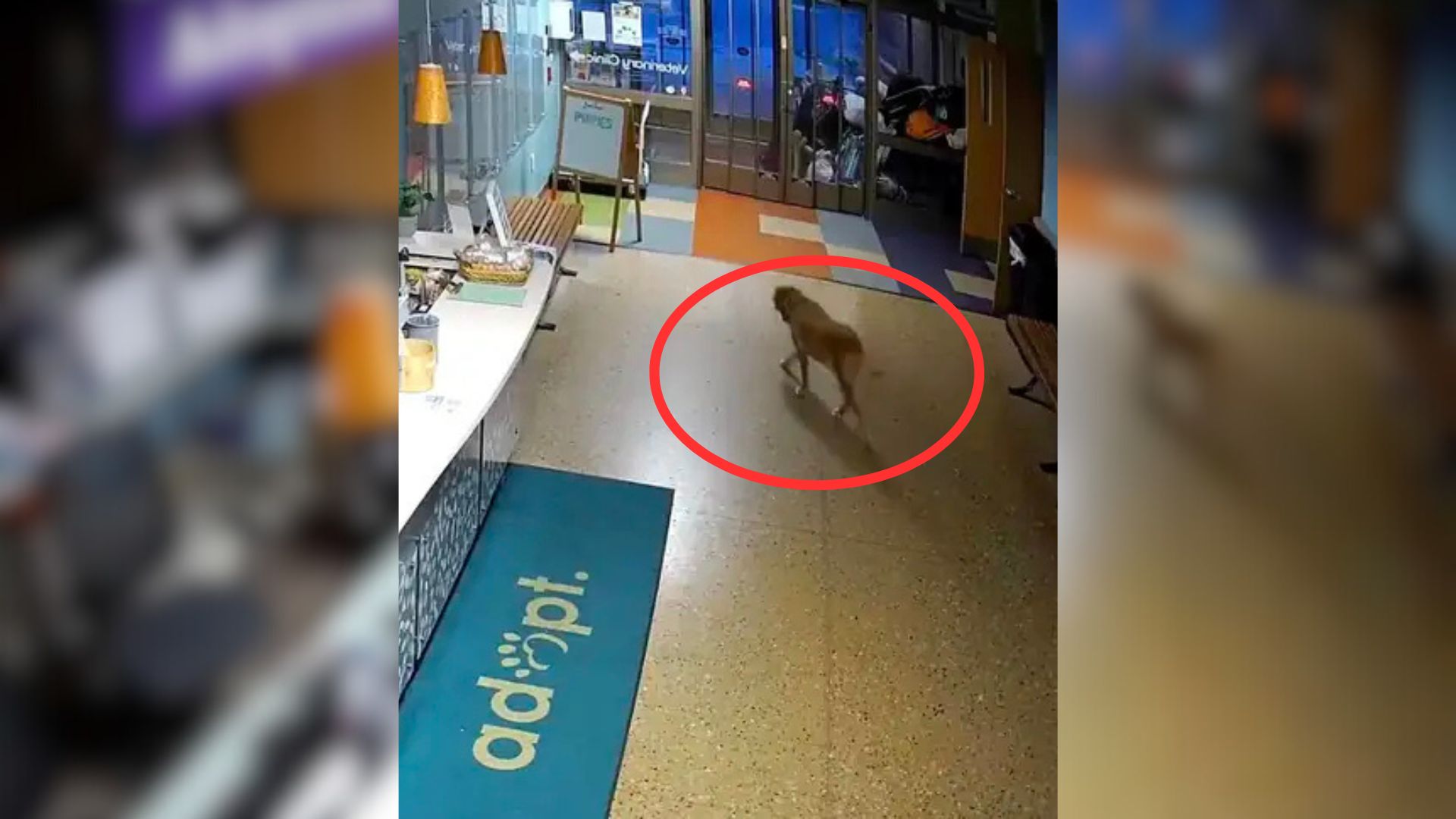 Staff Shocked As Camera Shows Smart Shelter Dog