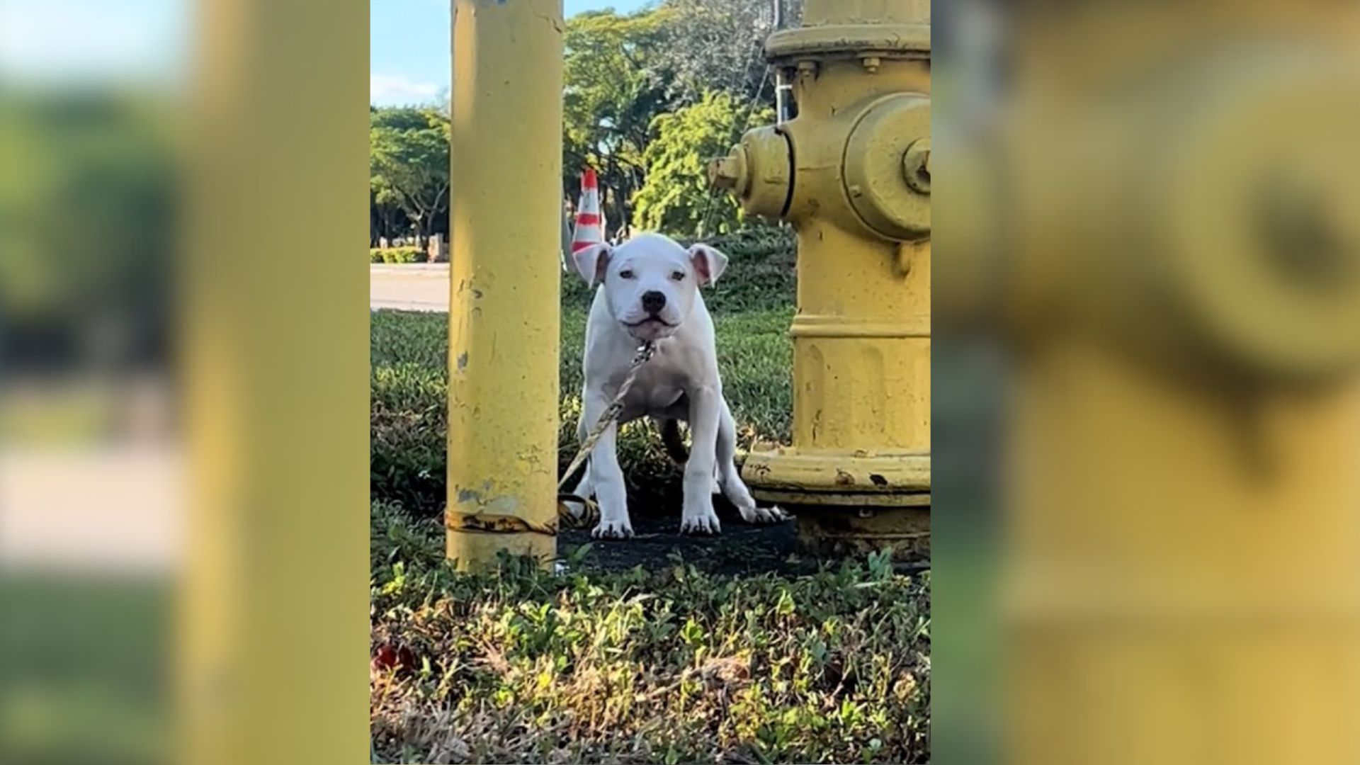 dog tied to a pole