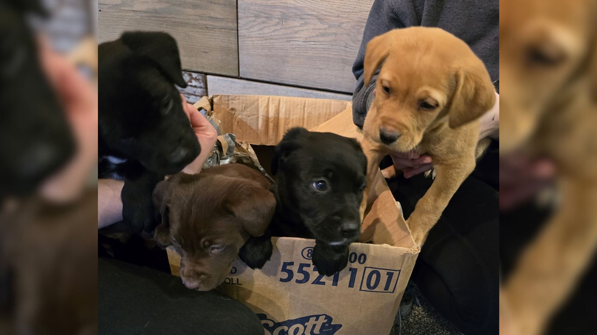 Missouri Rescuers Were In Disbelief After Someone Left A Box With Furry Surprises Outside The Shelter