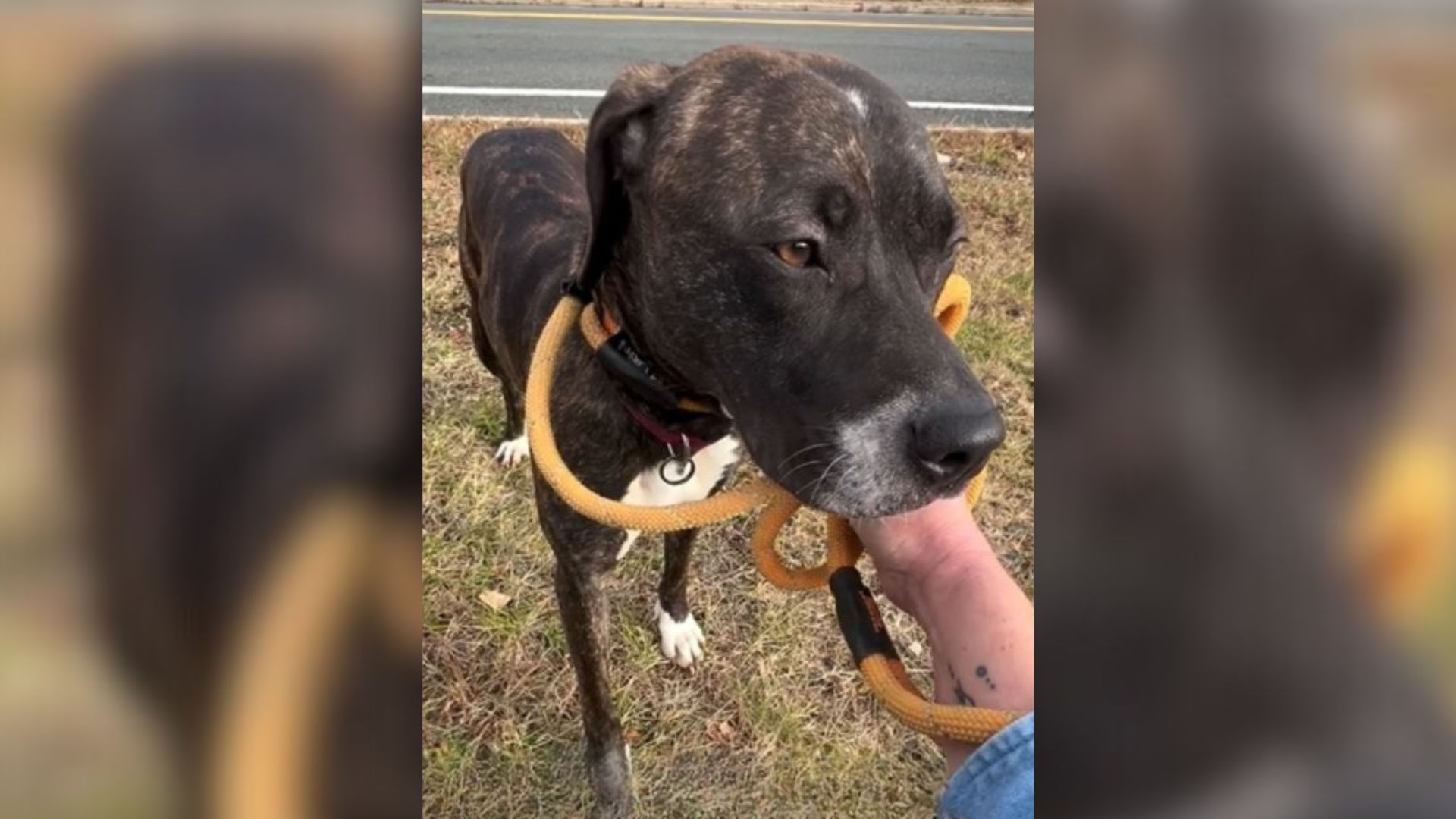 Dog Terrified Of People After Being Surrendered To New York Shelter Learns To Trust Again