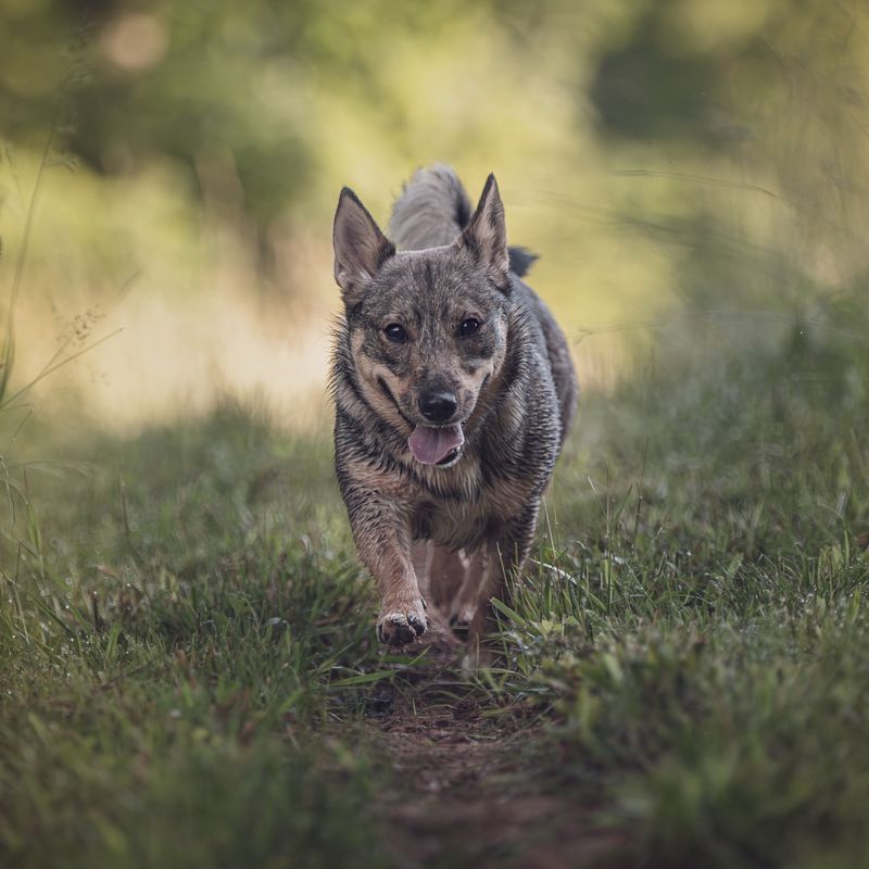 Swedish Vallhund